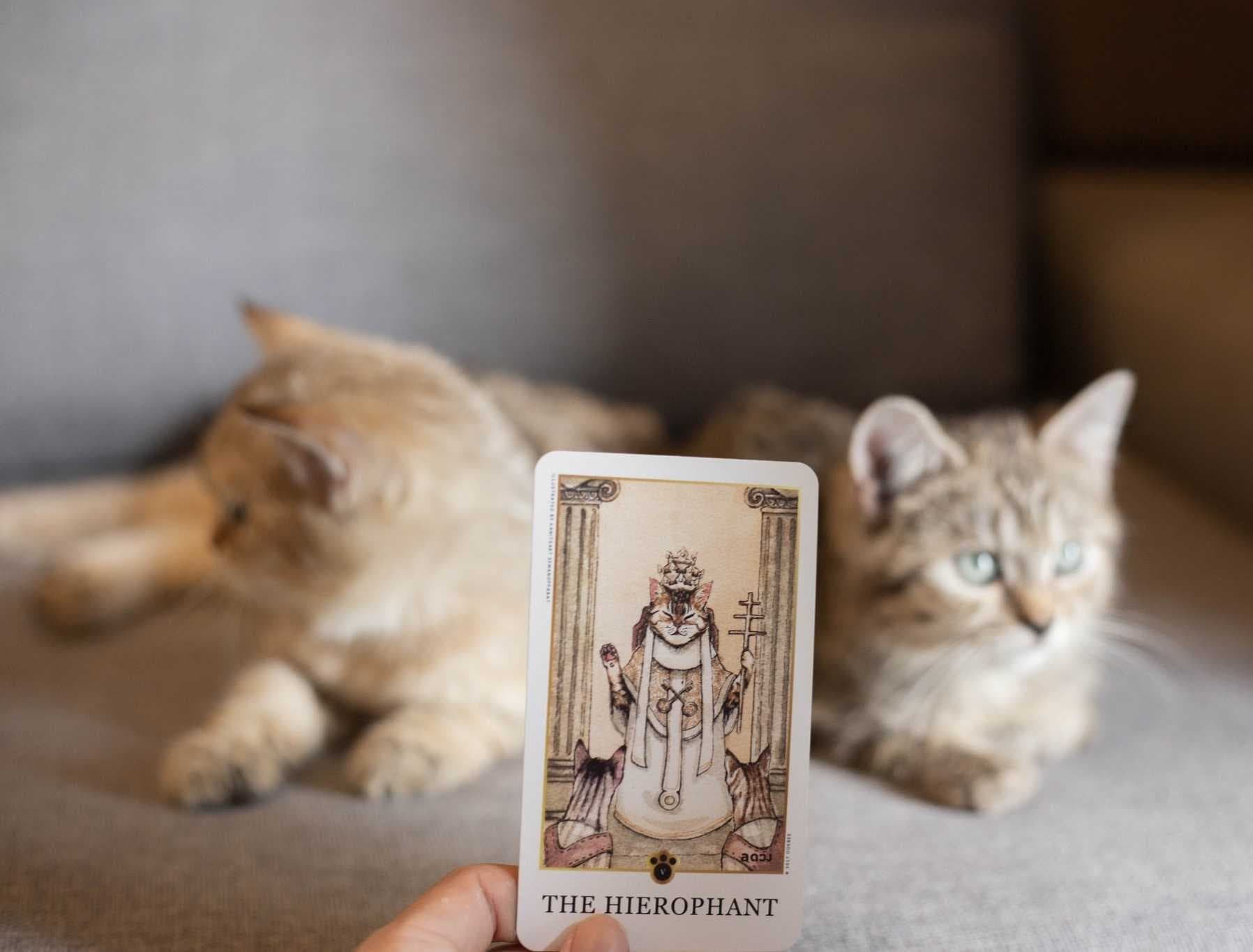 🐱 Shin kitten tarot 🐱