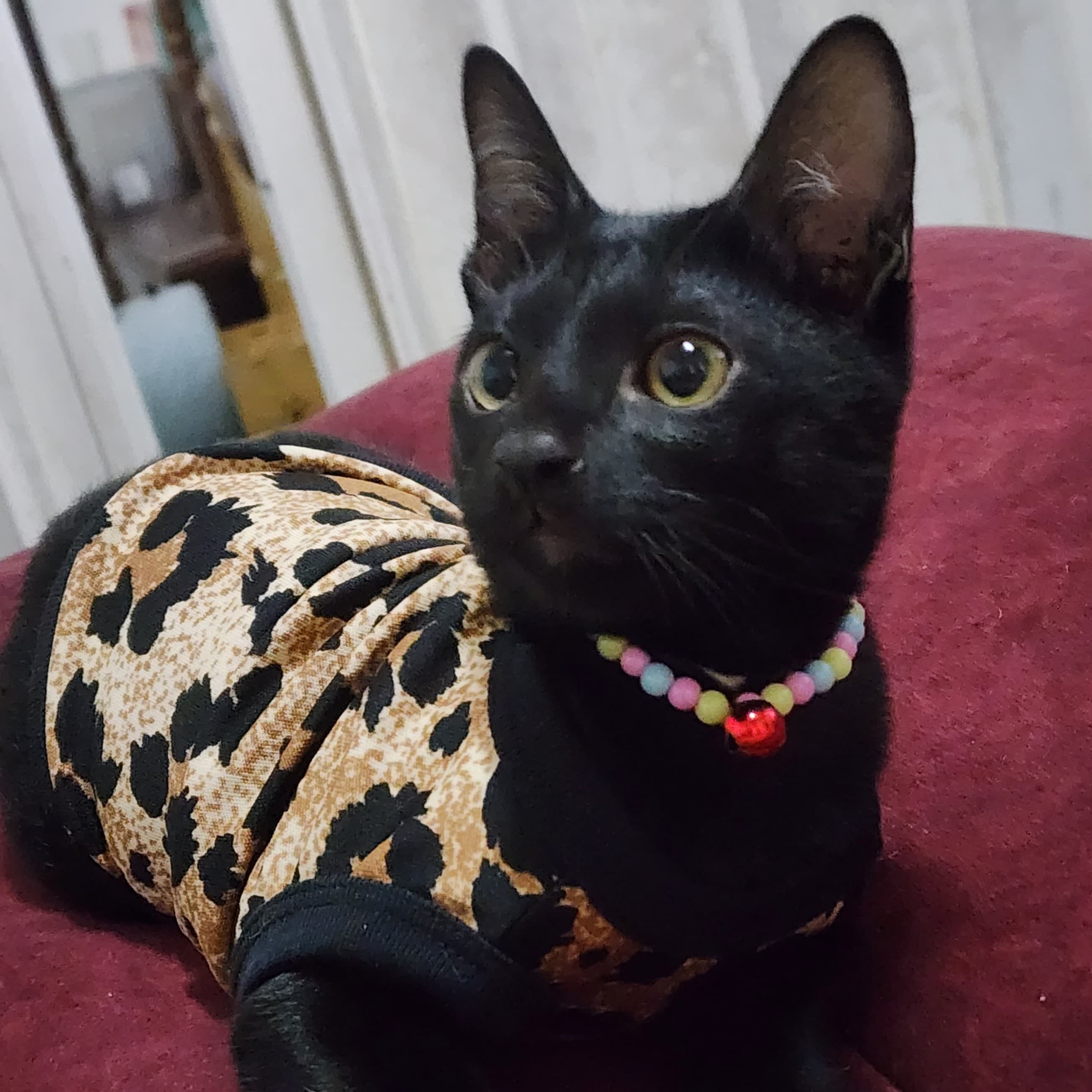 🥇🥇black cat🐈‍⬛Tarot🥇🥇