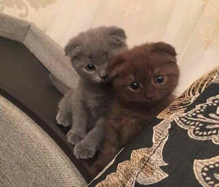 ดูดวงแมวแฝด