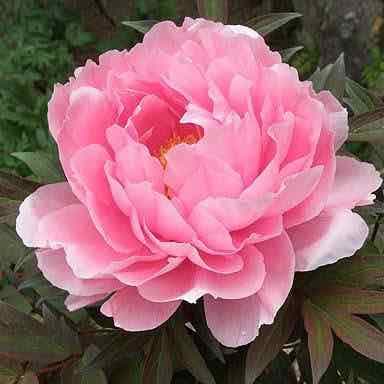 ✨🌸Peony the Tarot🌸✨