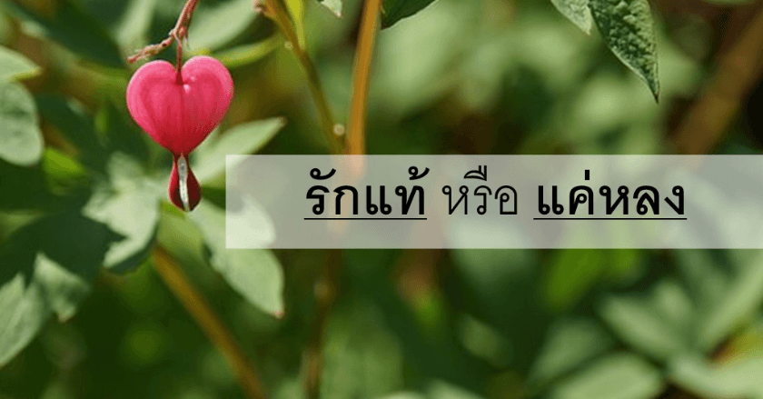 รักแท้หรือแค่หลง