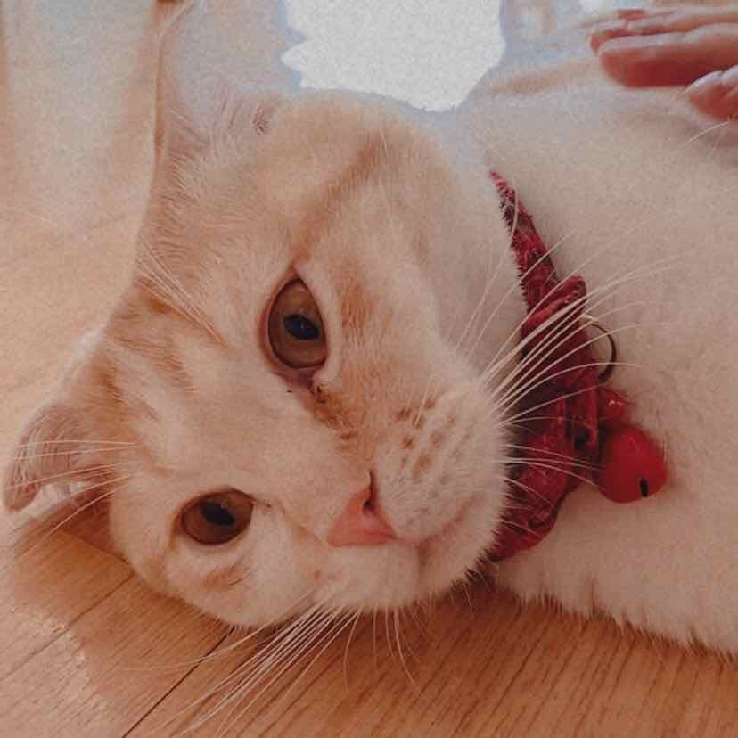 Lalalay